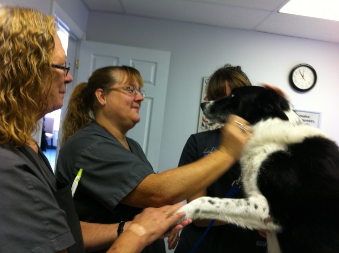 TINY VET STAF
