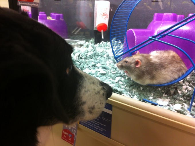 PETSMART